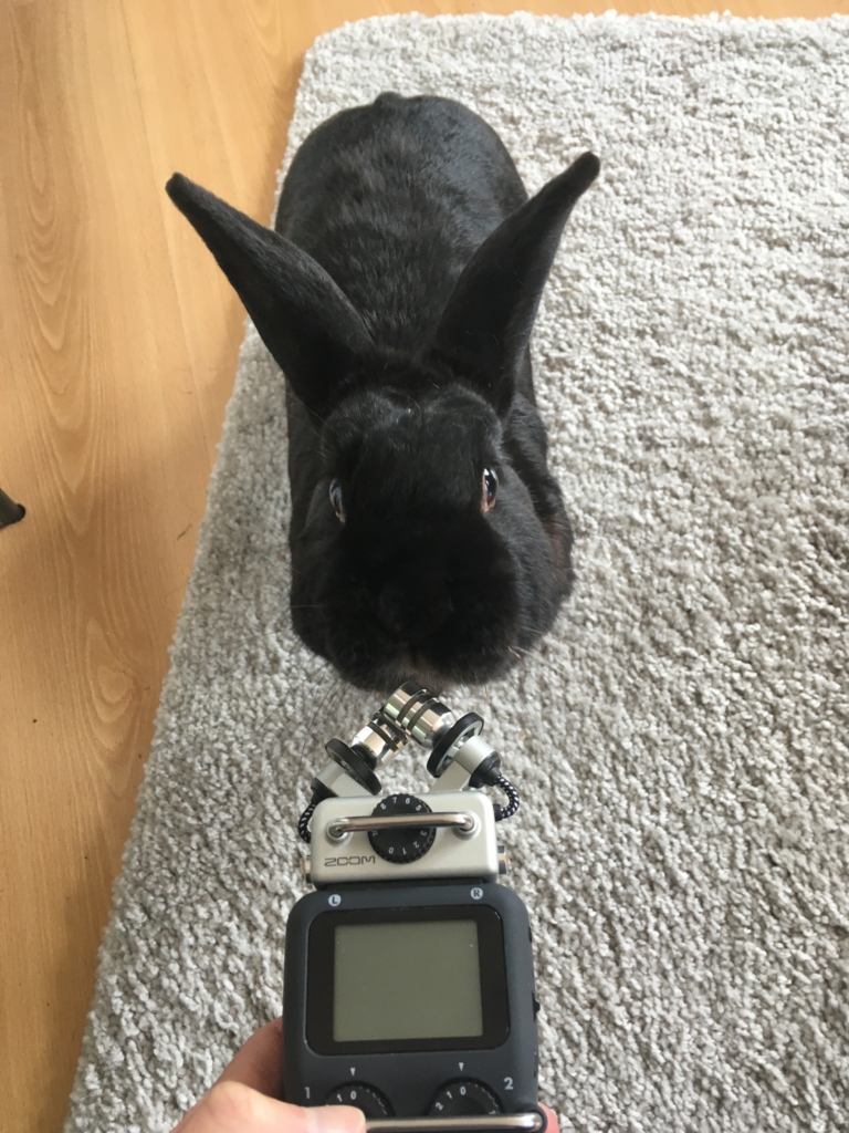 interviewing a rabbit with a Zoom h5